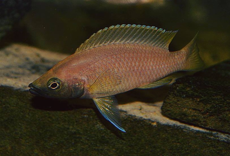 Neolamprologus sp. 'leleupi blue chin' Myunga
